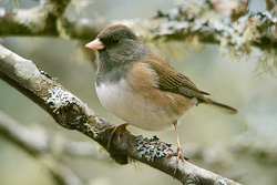 Junco - Cortes Island Junco photo