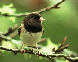 Dark-eyed Junco - Cortes Island Junco photo