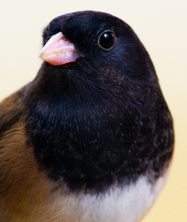 Junco hyemalis - Cortes Island Junco photo