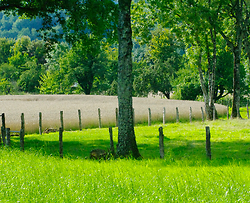 Fields and Trees - Aillevillers  photo