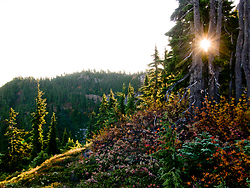 Mount Washington  trees and sun - Mount Washington  photo