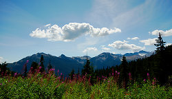 Fireweed in the Brandywine -   photo
