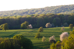 Pasture with Flowering Trees - Aillevillers  photo