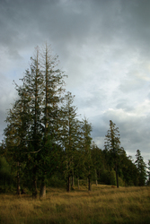 Landscape of Red Cedars - Cortes Island  photo
