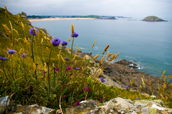 Bretagne Wildflowers - St. Malo  photo
