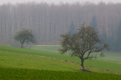Cherry Tree in the Wheat Field - Aillevillers  photo
