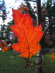 Autumn Oak Leaf - Cortes Island Leaf photo
