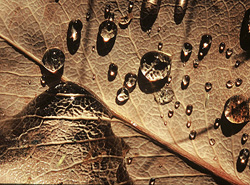 Droplets on a Dry Salal Leaf - Cortes Island Leaf photo