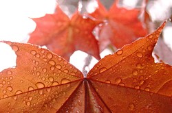 Maple Leaves - Cortes Island Maple Tree photo