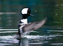 Hooded Merganser - Vancouver Merganser photo