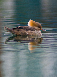 Lophodytes Cucullatus -  Merganser photo