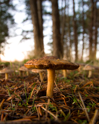 Fun-Guy - Cortes Island Mushroom photo