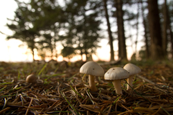 Three White Mushrooms - cortes Island Mushroom photo