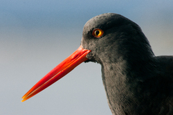 Black Oystercatcher Portrait - Cortes Island Oystercatcher photo
