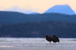 Pair of Black Oystercatchers - Cortes Island Oystercatcher photo