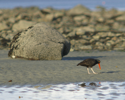 Black Oystercatcher - Cortes Island Oystercatcher photo