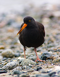 Black Oystercatcher - Cortes Island Oystercatcher photo