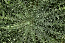 Frozen Thistle Mandala -   photo