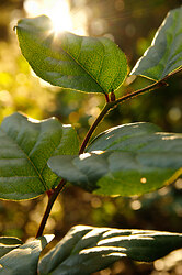 Salal Leaves in Sunlight - Cortes Island  photo