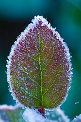 Fortitude - Cortes Island Salal photo