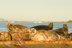 Watching - Comox Seal photo