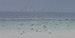 Oncoming Shorebirds - Cortes Island shorebird photo