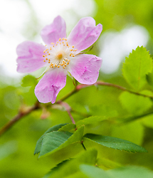 Wild Rose Blossom - Flower photo from  Slocan Valley BC, Canada