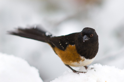 Pipilo Maculatus - Cortes Island Sparrow photo