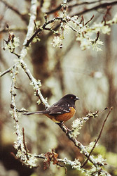 Spotted Towhee - Cortes Island Sparrow photo