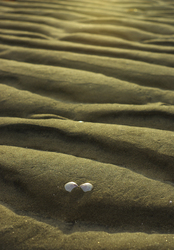 One Clam-shell - Cortes Island Still-Life photo
