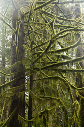 Moss Covered Branches - Cortes Island Temperate Rain Forest photo