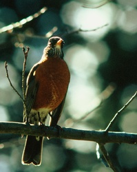 American Robin - Cortes Island Thrush photo