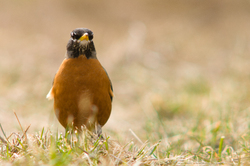 American Robin - Cortes Island Thrush photo