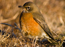 Amarican Robin - Cortes Island Thrush photo
