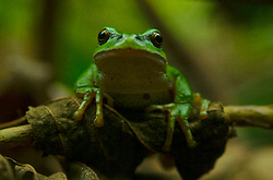 Pacific Chorus Frog -  Tree Frog photo