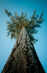 Looking Up - Cortes Island Tree photo