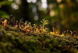 Seedling - Cortes Island Tree photo