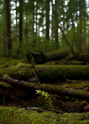 New growth - Cortes Island Tree photo
