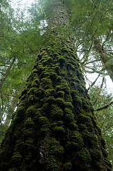 Pseudotsuga menziesii - Cortes Island Tree photo