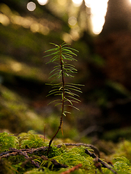 A Young Fir Tree - Cortes Island Tree photo