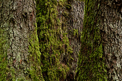 Three Giants - Cortes Island Tree photo