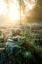 Reforestation - Cortes Island Tree photo