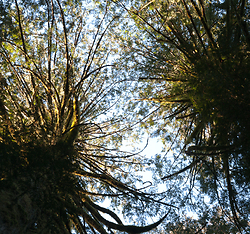 Arboreal urchins - Cortes Island Tree photo