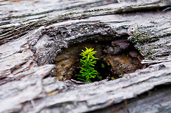 New and Old - Cortes Island Tree photo
