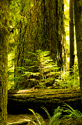 Young and Old No. 3 - MacMillan Provincial park Tree photo
