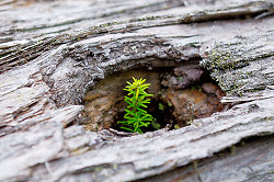 Little Hemlock -  Tree photo