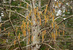 Early Spring Alder Catkins III - Cortes Island Tree photo