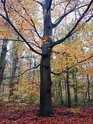 Old giant in yellow - Berlin Tree photo