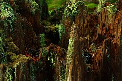 Young Tree, Old Forest - Cortes Island Tree photo