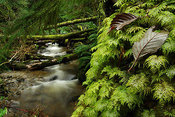 Leaves on Moss - Cortes Island Tree photo